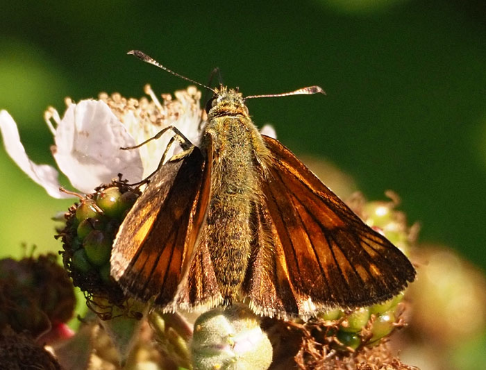 Rostfarbiger Dickkopffalter, Ochlodes sylvanus